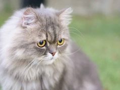 Le chat Persan : Caractère et alimentation de la race race de chat Persan