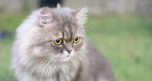 Le chat Persan : Caractère et alimentation de la race race de chat Persan