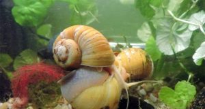 Comment les escargots d’aquarium se reproduisent-ils ? Comment les escargots d'aquarium se reproduisent-ils