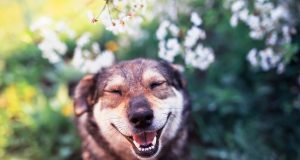 Comment faire pour rendre son chien heureux ? Comment faire pour rendre son chien heureux