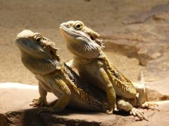 Le dragon barbu ou pogona dragon barbu ou pogona