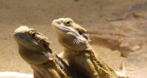 Le dragon barbu ou pogona dragon barbu ou pogona