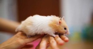 Quelle est la durée de vie d’un hamster ? durée de vie d'un hamster