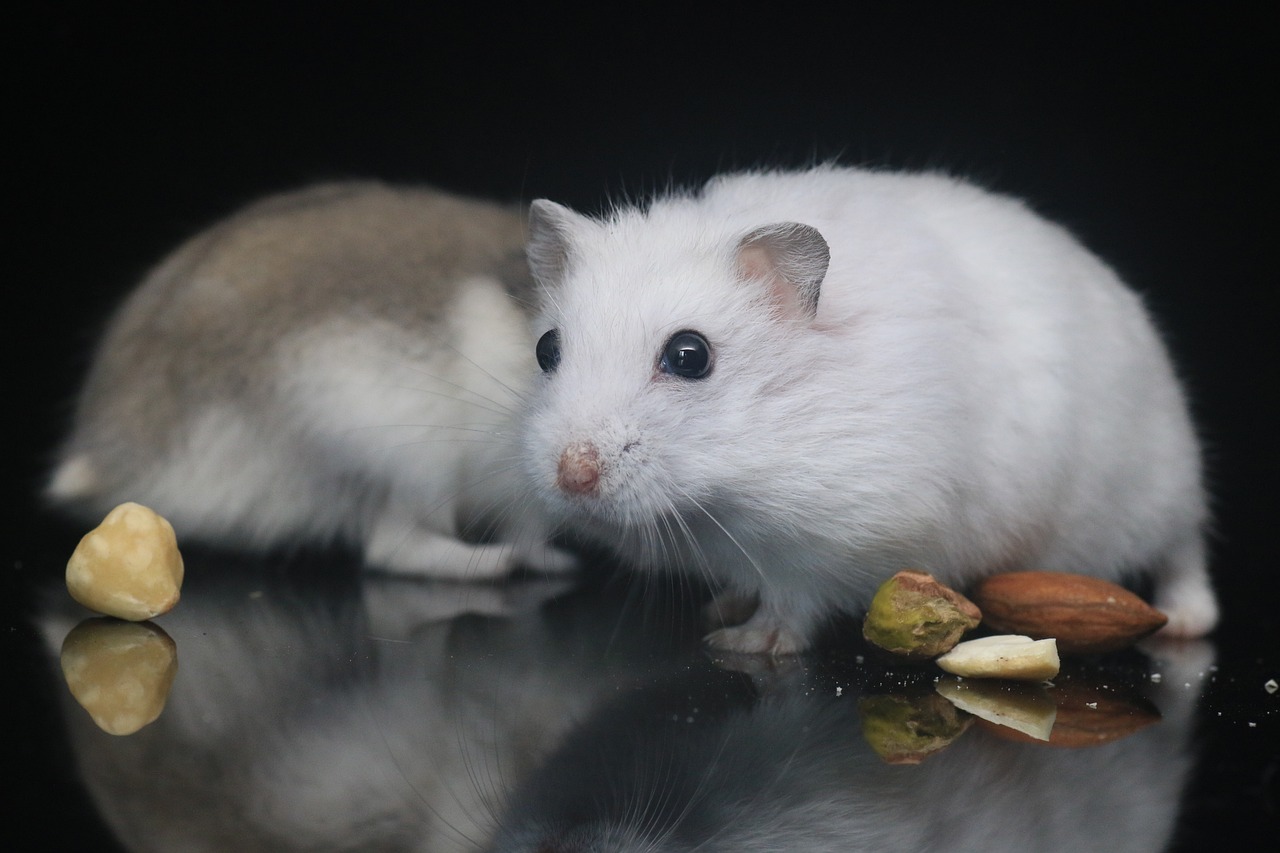 Quelle est la durée de vie d’un hamster ? Aquabase