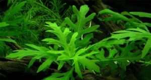 La glycine d’eau : Tout savoir sur cette plante d’aquarium glycine d’eau