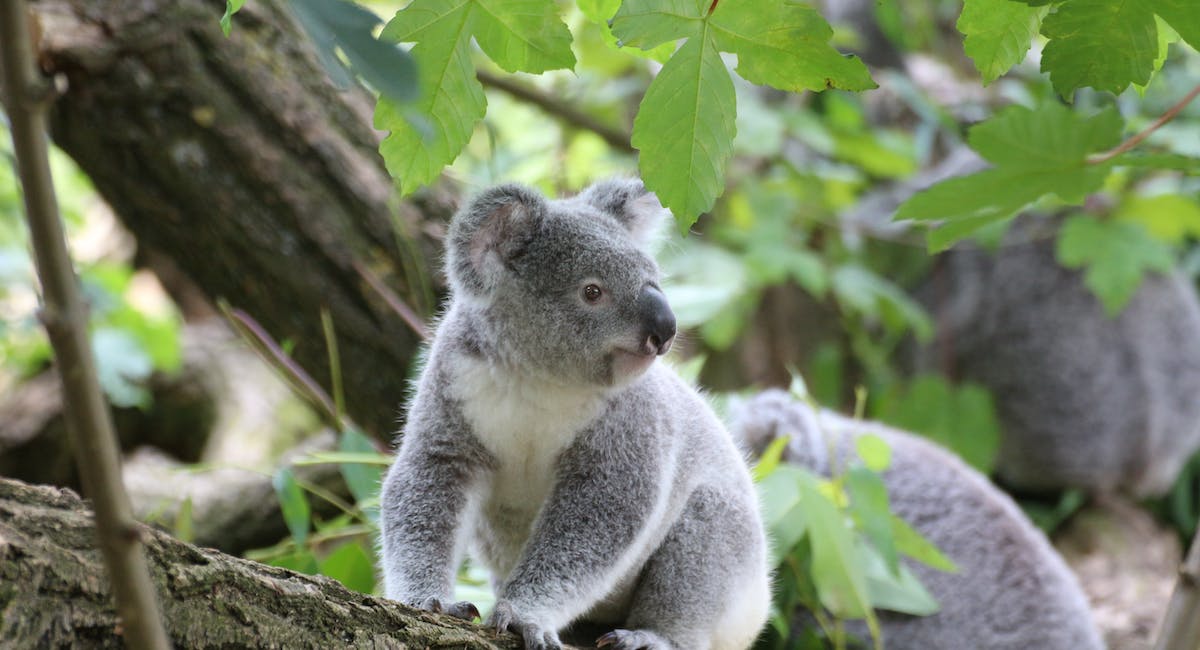 animal commençant par le lettre K