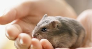 La liste complète des rongeurs domestiques avec photos liste complète des rongeurs domestiques avec photos