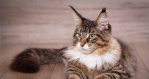 Le Maine Coon : Caractère et alimentation de la race race de chat Maine Coon