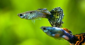 Les micro poissons : Tout savoir sur ces petits poissons