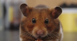 Nom de hamster : 60 idées pour mâles et femelles nom de hamster