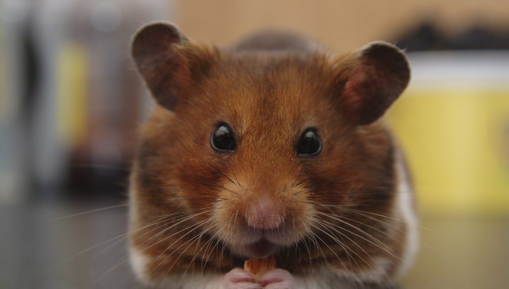 Nom de hamster 60 idées pour mâles et femelles Aquabase