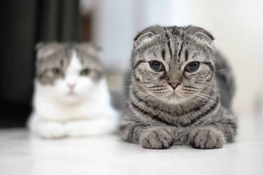 Scottish Fold