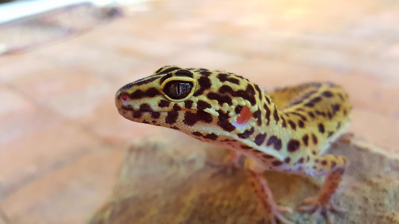 Gecko Léopard