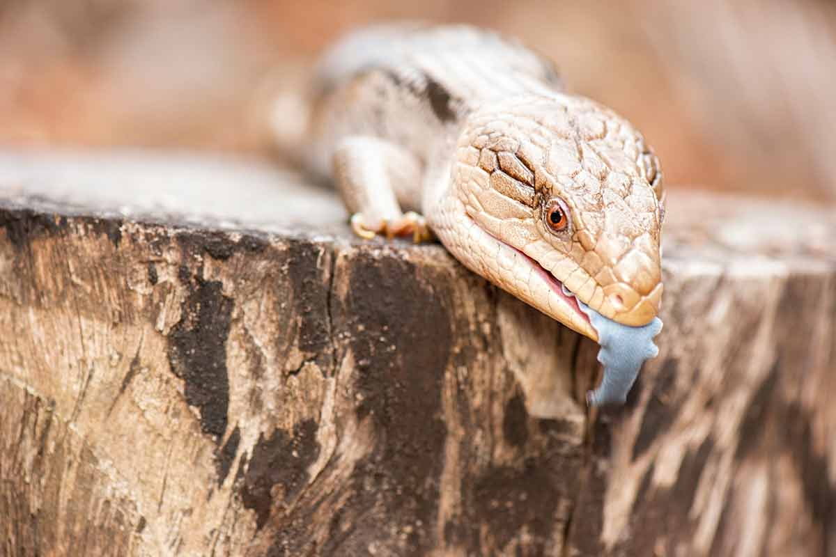Scinque à Langue Bleue