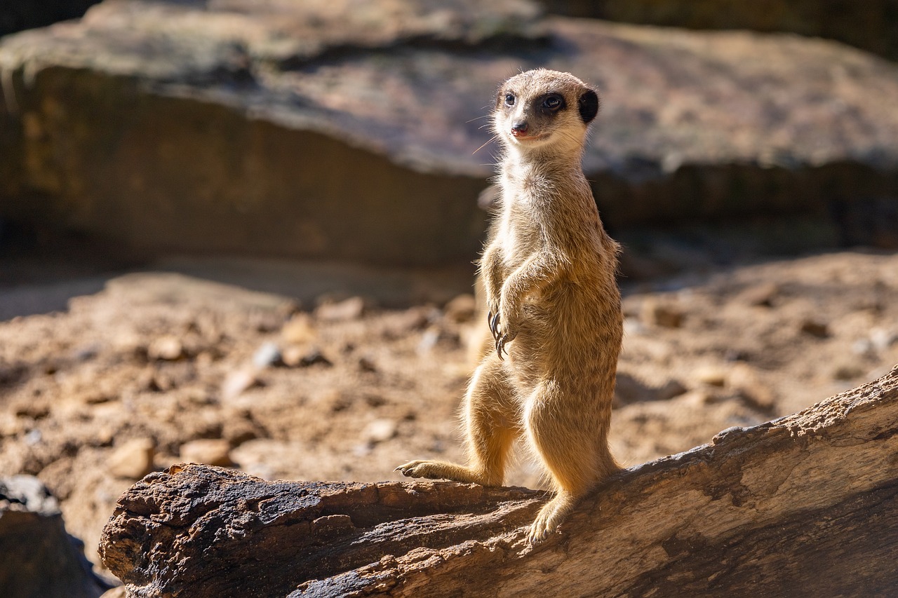 Timon est un Suricate