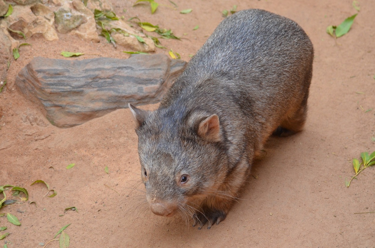 Photo d'un wombat