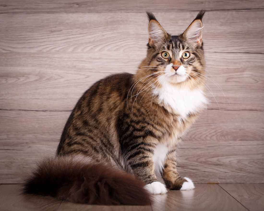 Maine Coon