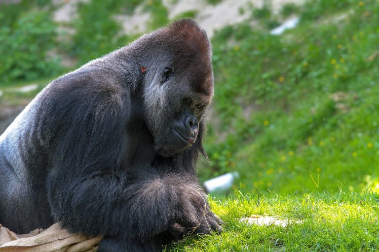Animal en G les animaux commençant par la lettre g Aquabase — free download
