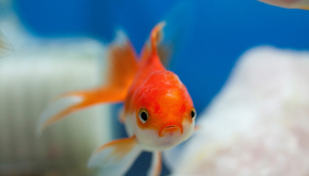 poisson rouge