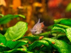 Quels poissons d’eau douce mangent les escargots en aquarium ? poissons d'eau douce mangent les escargots en aquarium