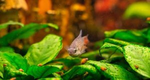 Quels poissons d’eau douce mangent les escargots en aquarium ? poissons d'eau douce mangent les escargots en aquarium