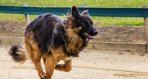 Les races de chiens dans John Wick races de chiens dans John Wick