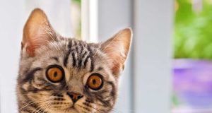 10 races de chat aux yeux oranges