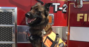 Quelles sont les races de chiens des Pat’Patrouille ? Quelles sont les races de chiens des Pat'Patrouille