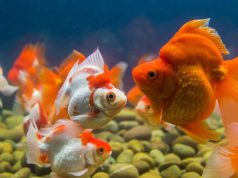 La reproduction du poisson rouge : infos et conseils