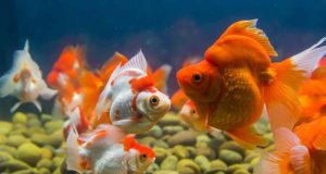La reproduction du poisson rouge : infos et conseils