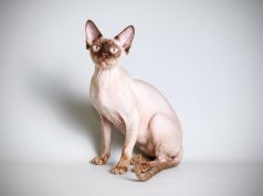Le Sphynx : Caractère et alimentation de la race Sphynx race de chat