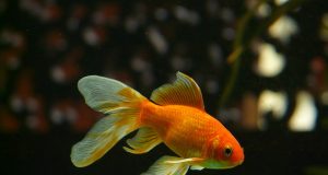 Quelle est la température d’eau idéale pour le poisson rouge ? température d'eau idéale pour le poisson rouge