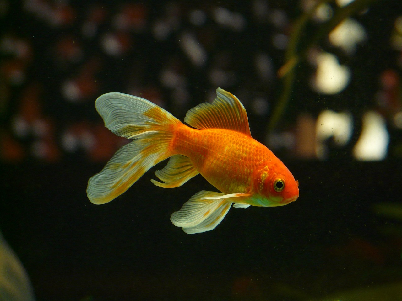 température d'eau idéale pour le poisson rouge
