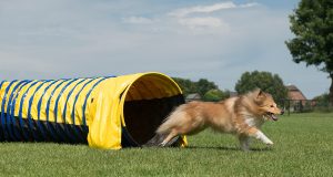 10 jeux pour rendre votre chien heureux et en forme