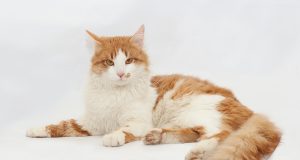 Les races de chat roux et blanc races de chat roux et blanc