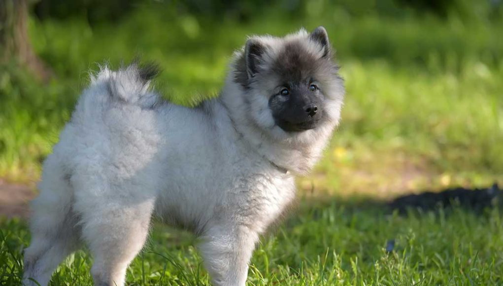 taille d'un Spitz loup