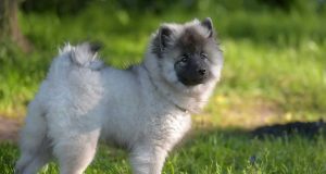 Quelle est la taille d’un Spitz loup ? taille d'un Spitz loup