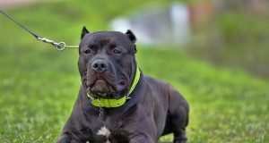 American Bully : caractère et alimentation de la race American Bully