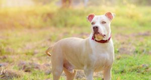 L’American Pit Bull Terrier : Caractère et alimentation de la race American Pit Bull Terrier