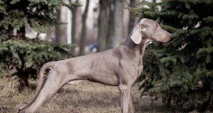 Le Braque de Weimar : caractère et alimentation de la race Braque de Weimar