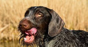 Le Drahthaar : Caractère et alimentation de la race Drahthaar