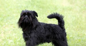 Le Griffon Belge : Caractère et alimentation de la race Griffon Belge