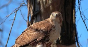La buse variable : Le plus commun des rapaces d’Europe Buse variable Buteo buteo