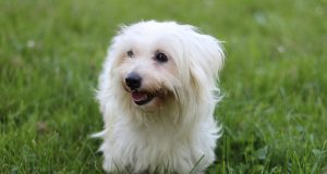 Le Coton de Tuléar : Caractère et alimentation de la race race de chien Coton de Tuléar