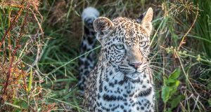 Différences entre léopard, guépard et panthère : Découvrez ces félins fascinants Léopard, guépard et panthère