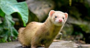 Le Furet : Tout savoir avant l’adoption furet