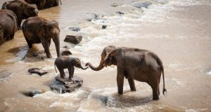 Secrets de la gestation des éléphants révélés ! gestation des éléphants