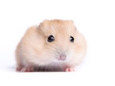 Le hamster doré : Caractéristiques et alimentation hamster doré