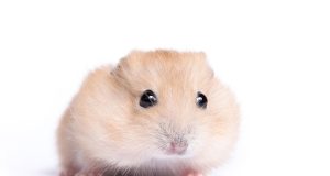 Le hamster doré : Caractéristiques et alimentation hamster doré