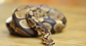 Le python royal : tout savoir pour l’accueillir chez soi python royal